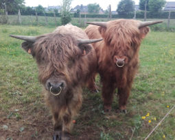 Highland cattle