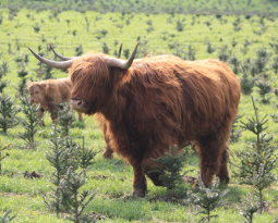 Highland cattle