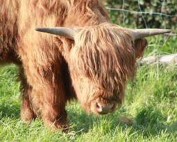 Highland cattle