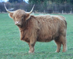 Highland cattle