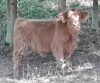 Highland cattle