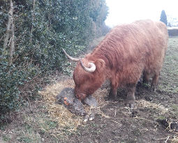 Highland cattle